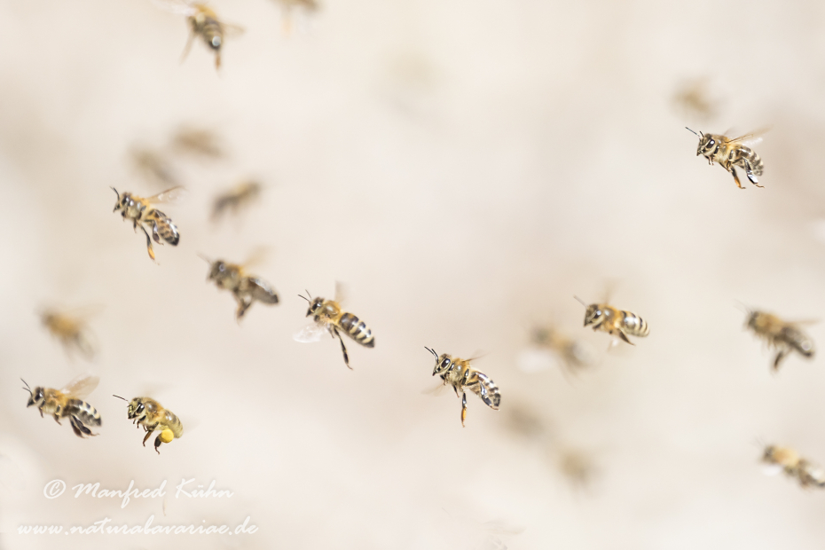Honigbiene (Westliche)_0040