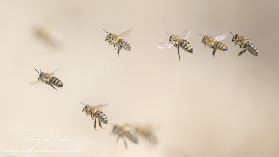 Honigbiene (Westliche)_0042