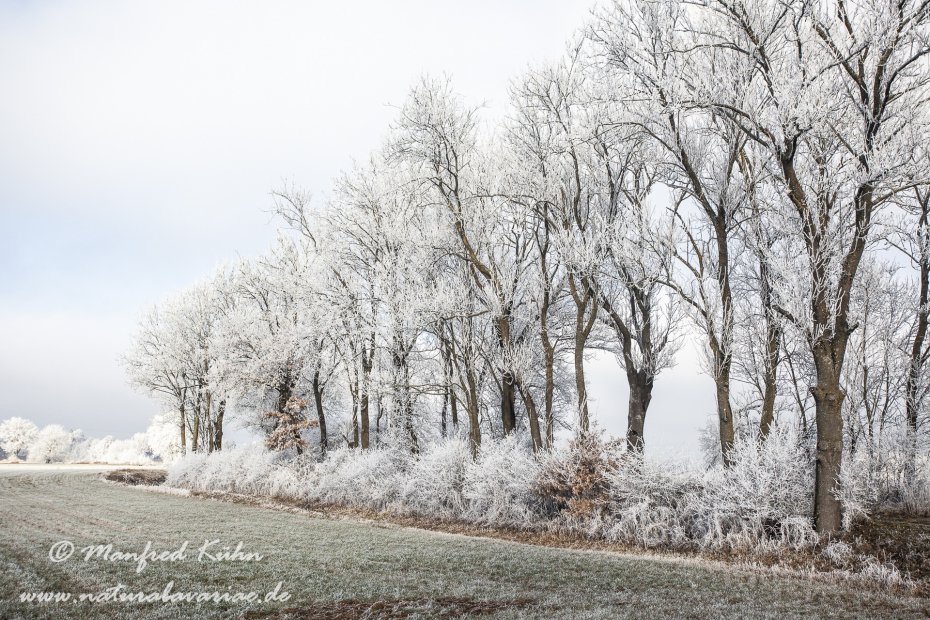 Winter (Bäume)_0068