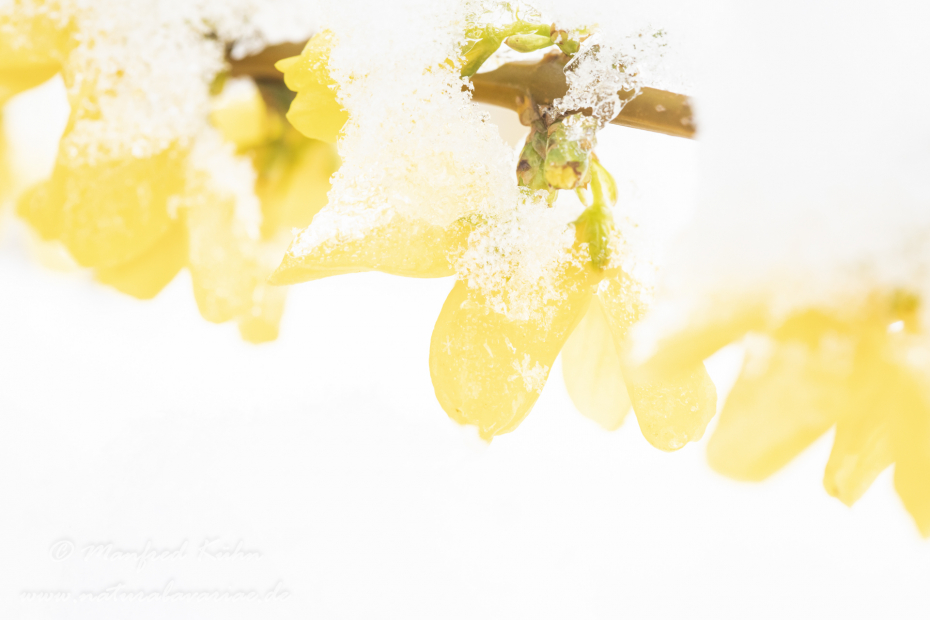 Forsythia × intermedia ()_0037