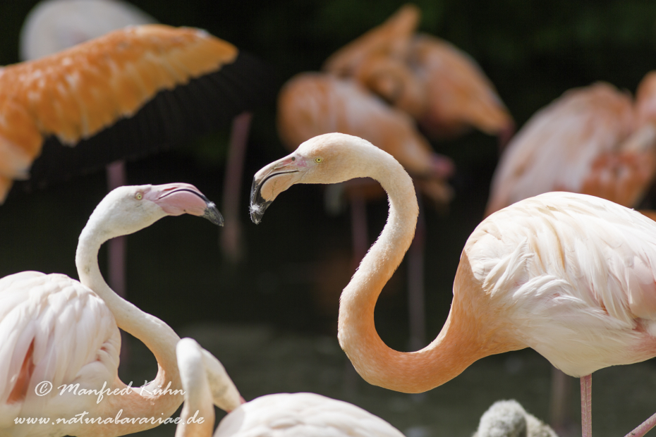 Flamingo (Roter)_0015