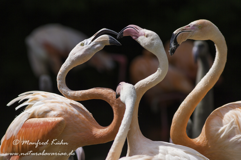 Flamingo (Roter)_0017
