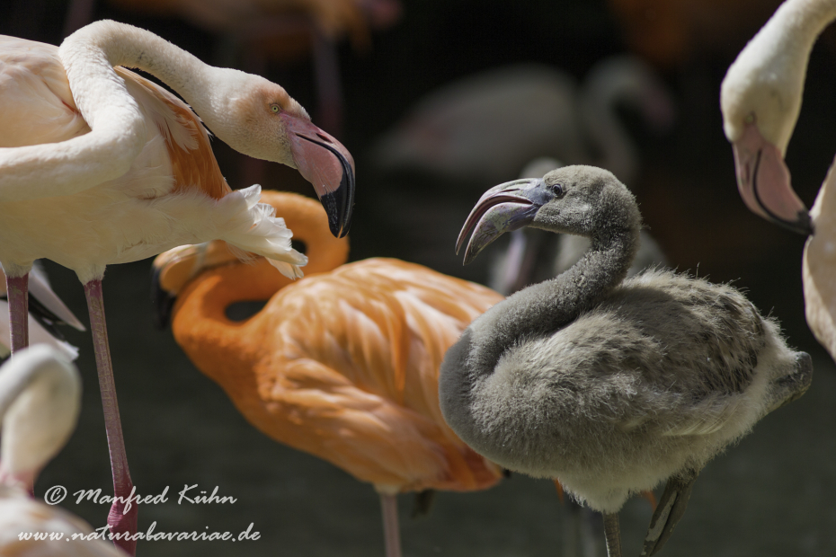 Flamingo (Roter)_0020