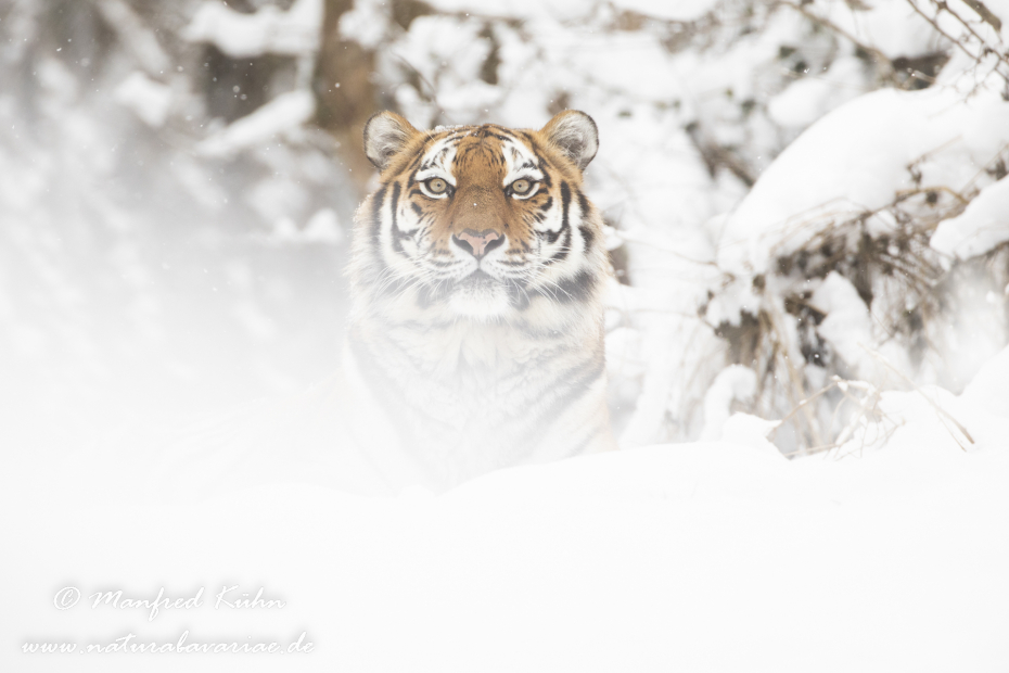 Tiger Sibirischer ()_0001