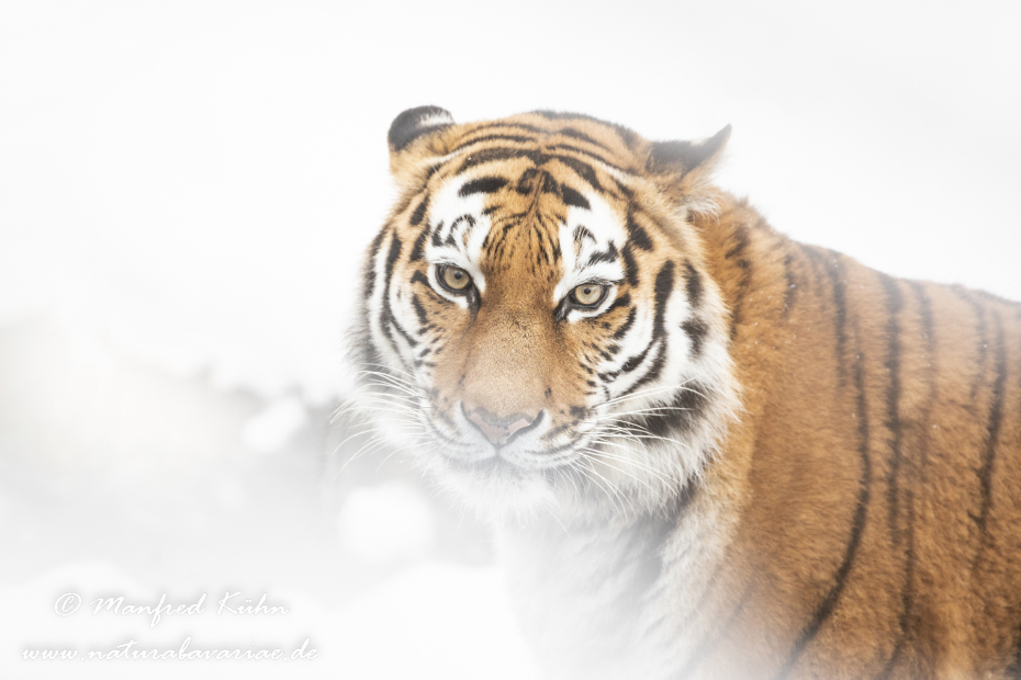Tiger Sibirischer ()_0002