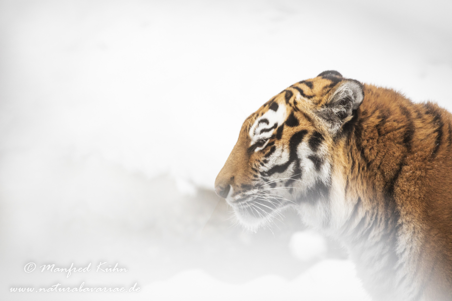 Tiger Sibirischer ()_0004