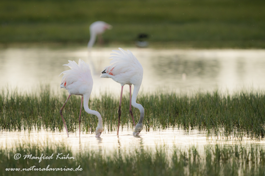 Flamingo (rosa)_0180