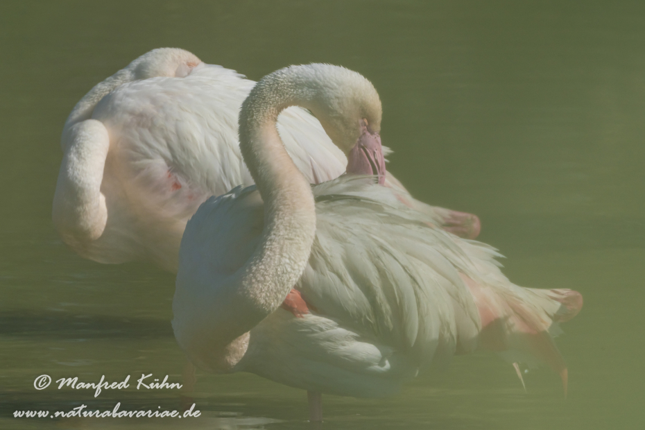 Flamingo (rosa)_0185