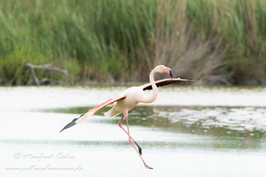 Flamingo (rosa)_0190