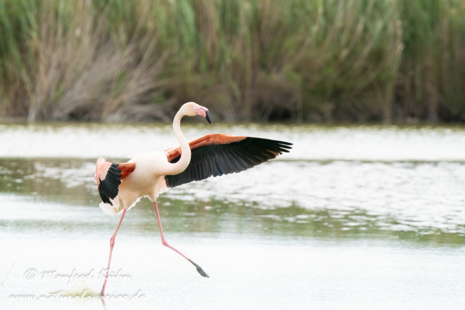 Flamingo (rosa)_0191