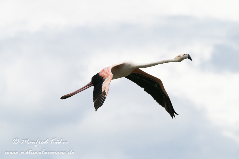 Flamingo (rosa)_0196