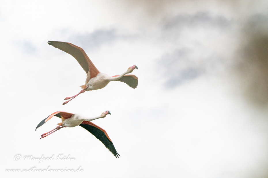 Flamingo (rosa)_0211