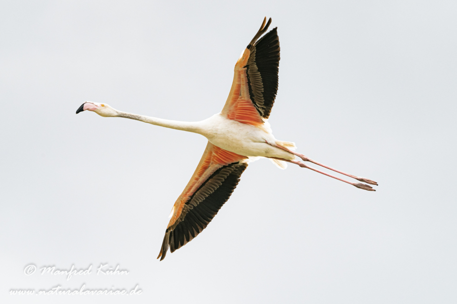 Flamingo (rosa)_0212