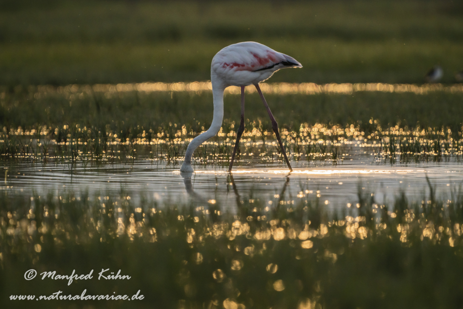 Flamingo (rosa)_0172