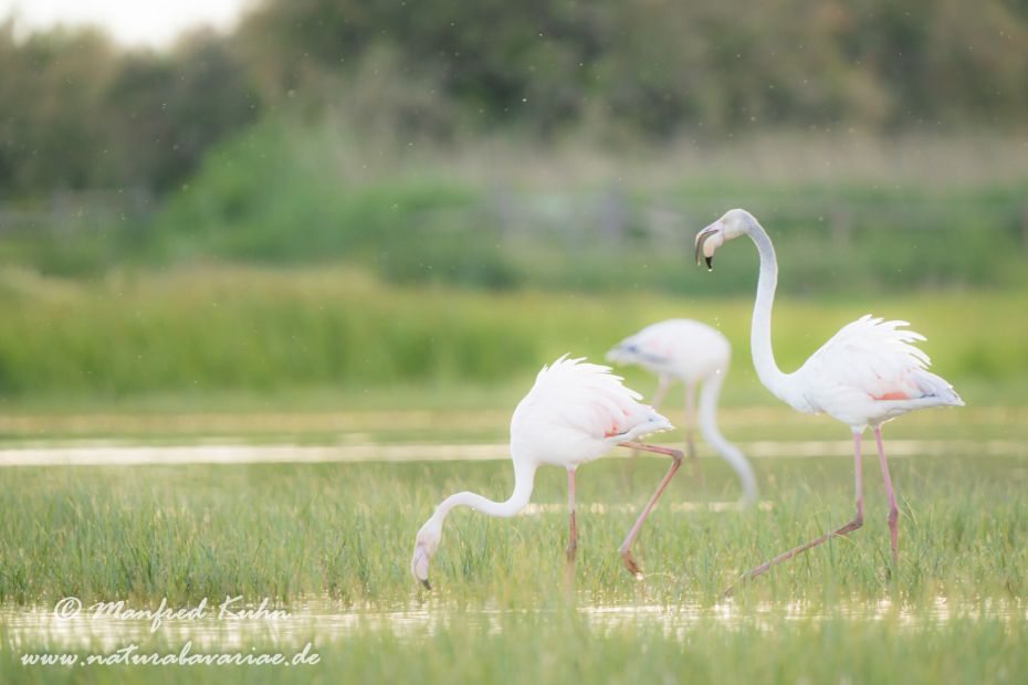 Flamingo (rosa)_0248