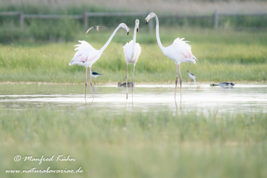 Flamingo (rosa)_0261