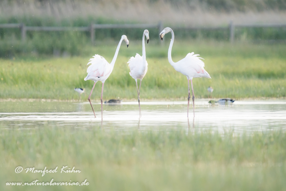 Flamingo (rosa)_0263