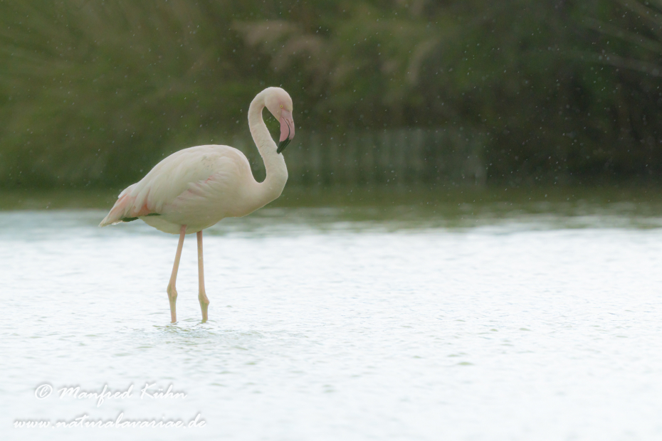 Flamingo (rosa)_0299