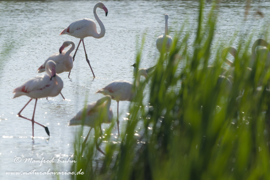 Flamingo (rosa)_0303