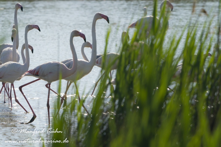 Flamingo (rosa)_0306