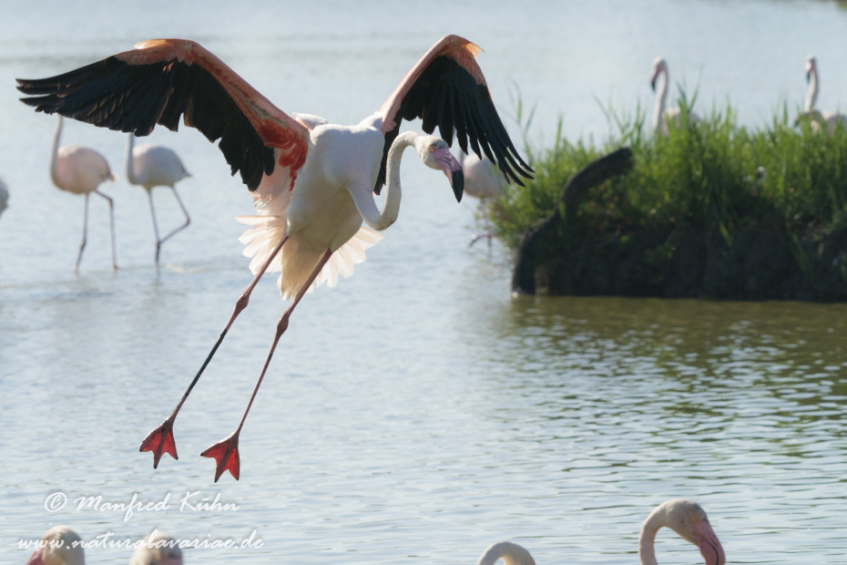 Flamingo (rosa)_0317