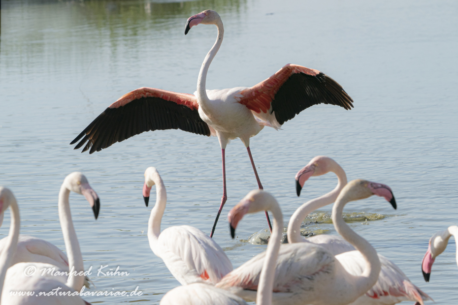 Flamingo (rosa)_0329