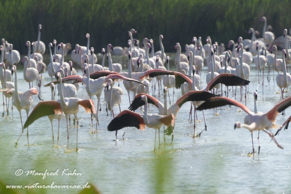 Flamingo (rosa)_0330