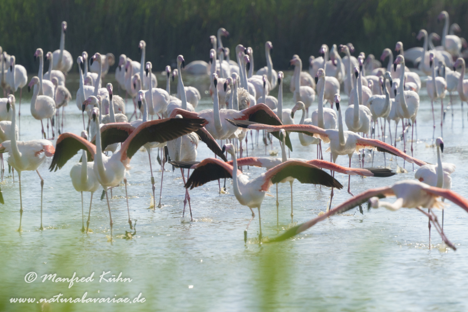 Flamingo (rosa)_0331