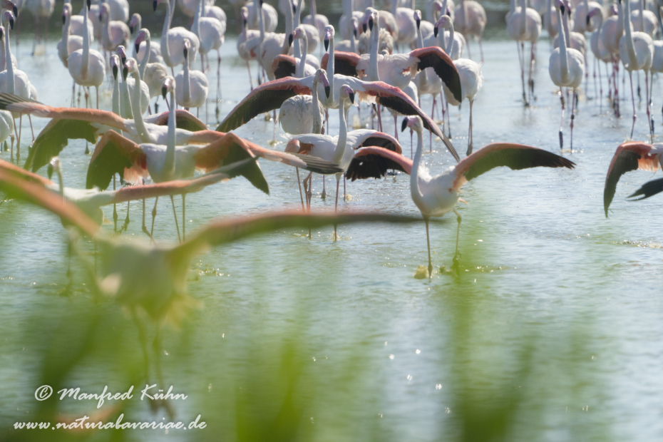 Flamingo (rosa)_0336