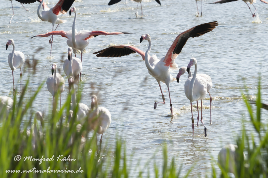 Flamingo (rosa)_0347