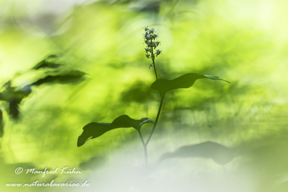 Schattenblume (Zweiblättrige)_0015