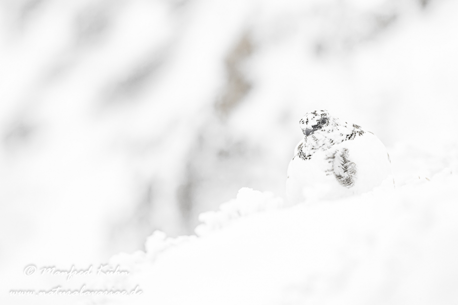 Schneehuhn  (Alpen-)_0058