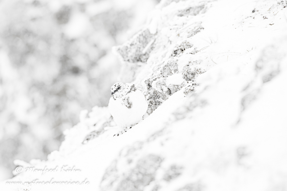 Schneehuhn  (Alpen-)_0079