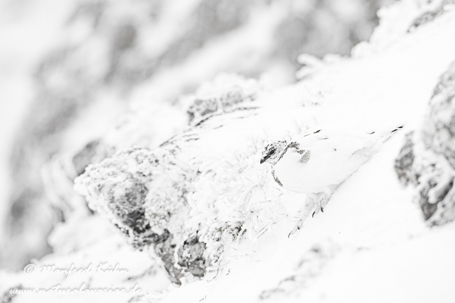 Schneehuhn  (Alpen-)_0080