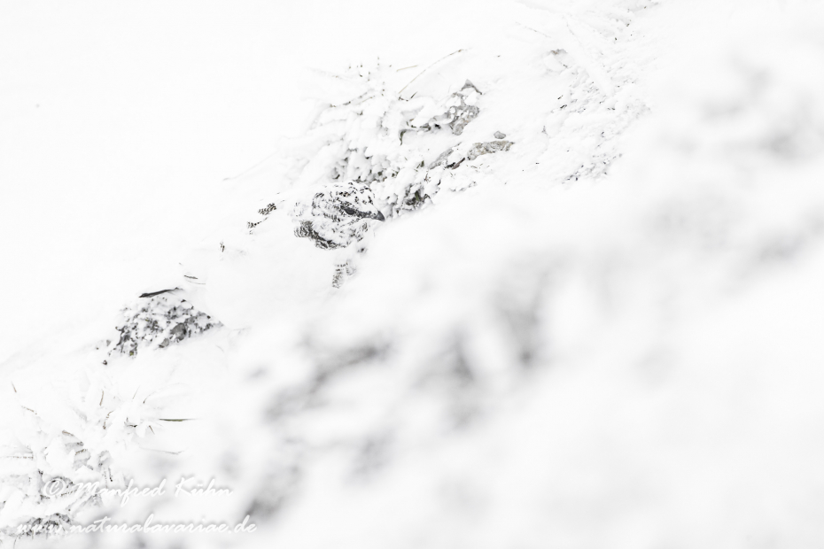Schneehuhn  (Alpen-)_0088