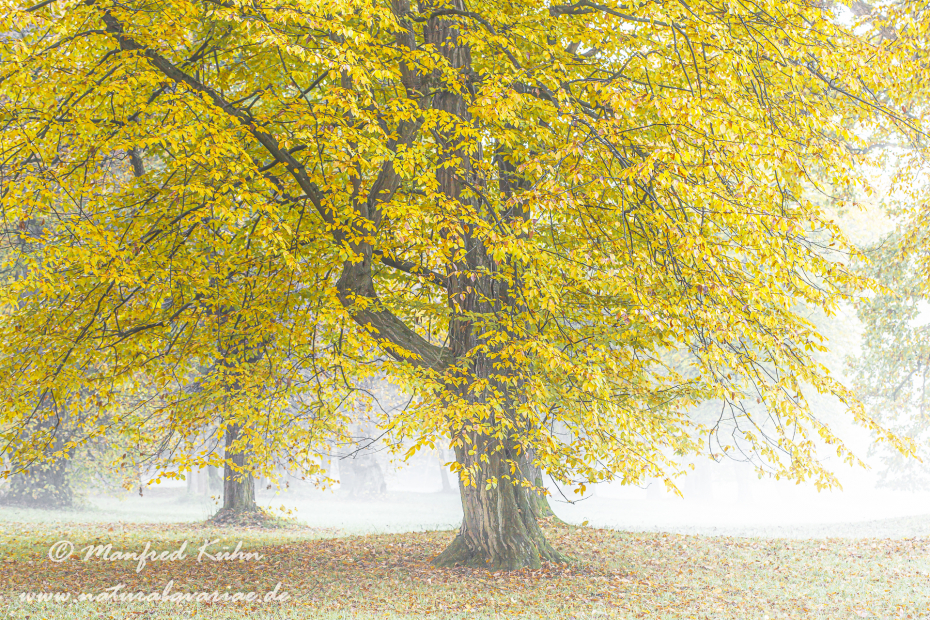 Herbst (Morgennebel)_0008