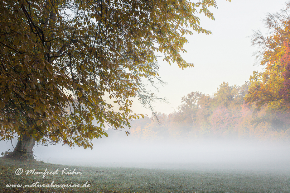 Herbst (Morgennebel)_0012