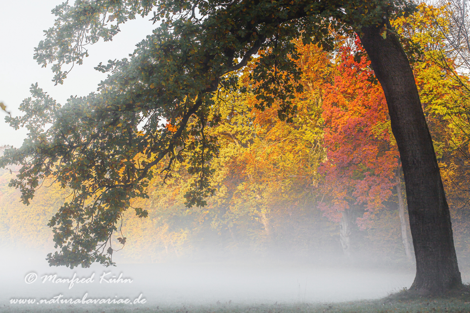 Herbst (Morgennebel)_0015