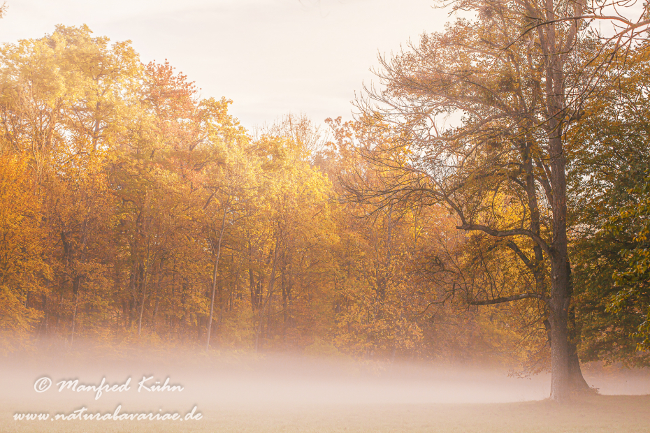 Herbst (Morgennebel)_0018