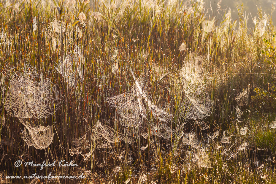Herbst (Spinnennetz)_0006