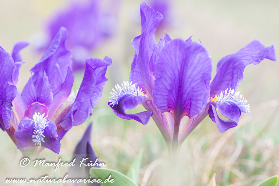 Iris (Zwergiris)_0044