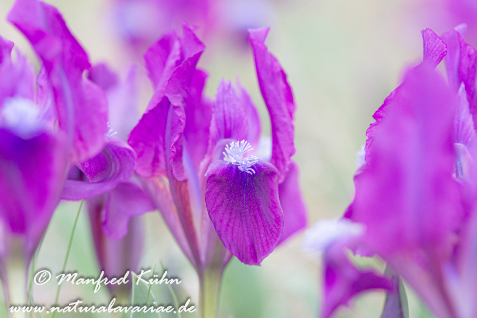 Iris (Zwergiris)_0058