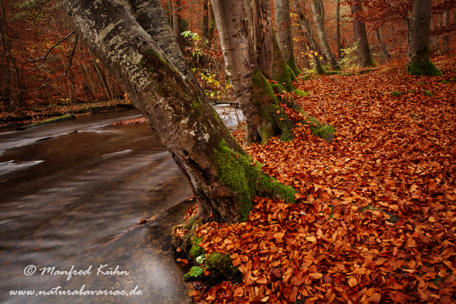 Herbst (Laub und Wasser)_0092