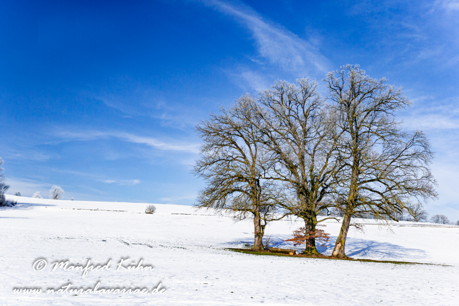 Winter (Bäume)_0001