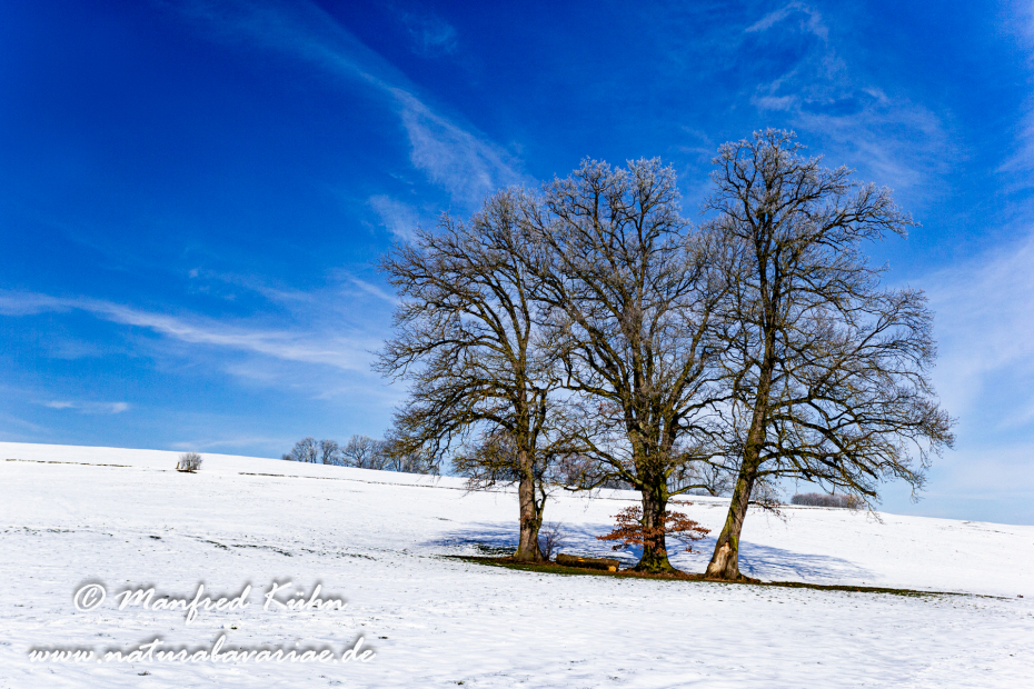 Winter (Bäume)_0002
