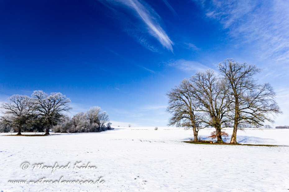 Winter (Bäume)_0006