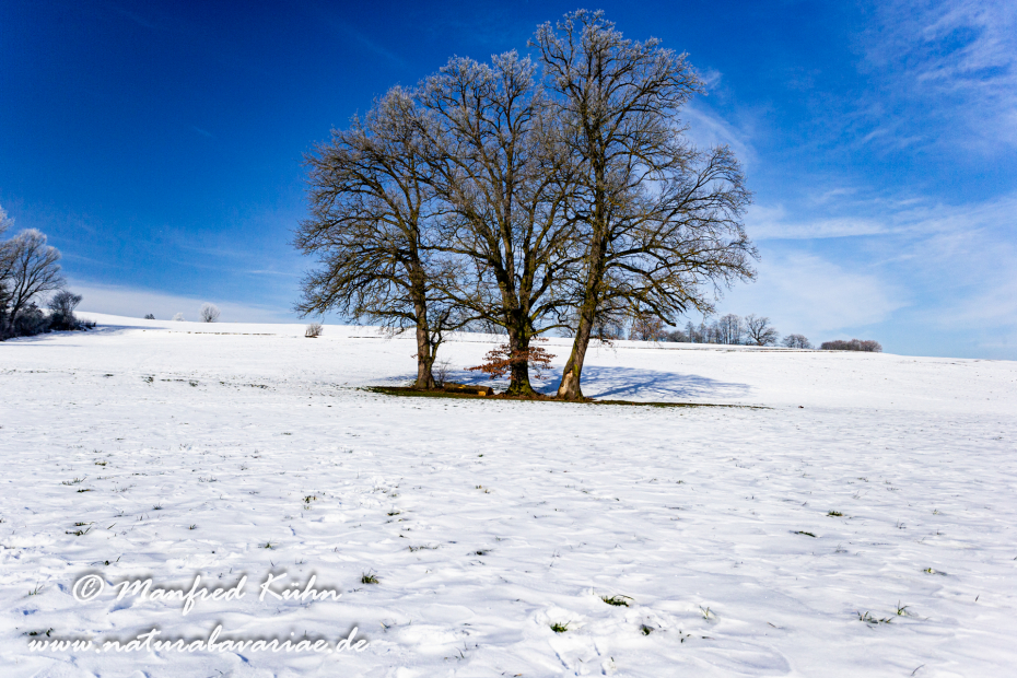 Winter (Bäume)_0009
