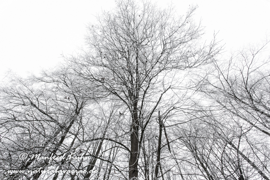 Winter (Bäume)_0015