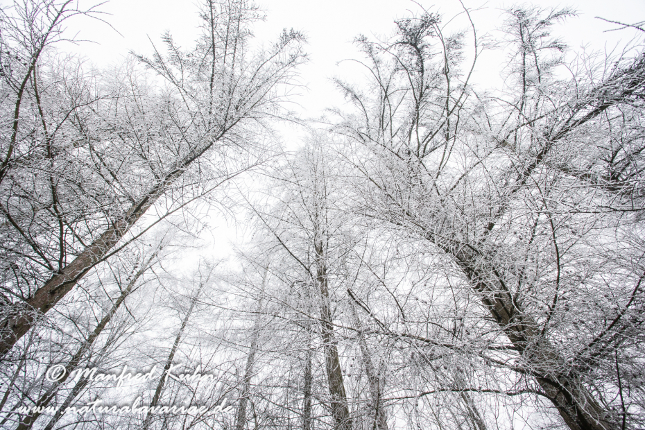 Winter (Bäume)_0016