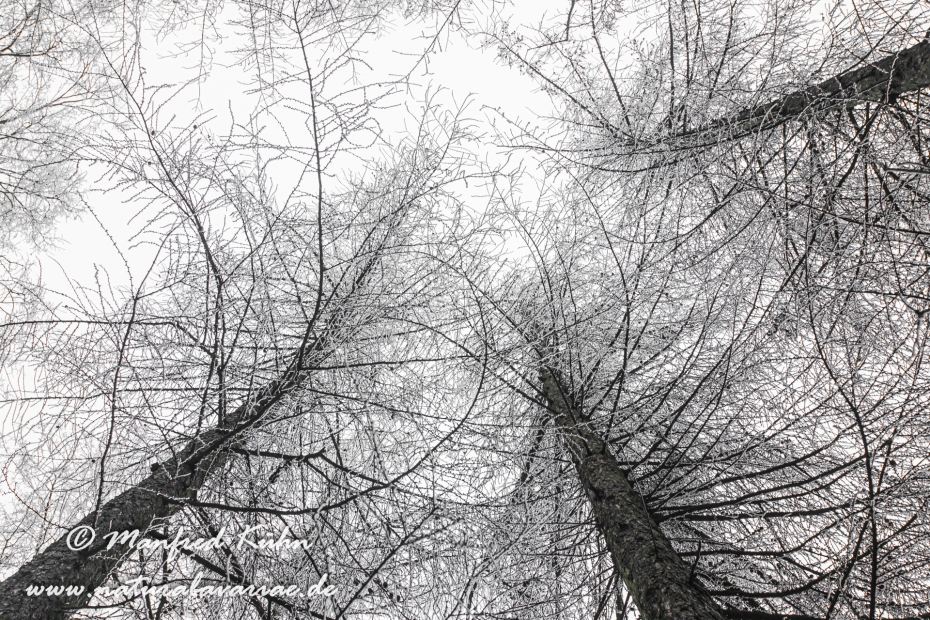 Winter (Bäume)_0021